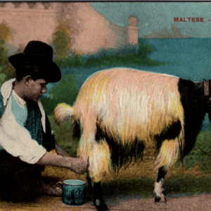 Postcard Unposted Milking Goat Maltese Milk Seller - Image 1