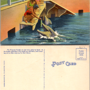 Vintage Postcard Feeding Porpoises Marine Studios Marineland Florida FL 1940s - Image 1