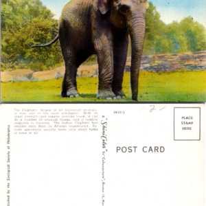 Indian Elephant Colorpicture Zoological Society Philadelphia PA Vintage Postcard - Image 1