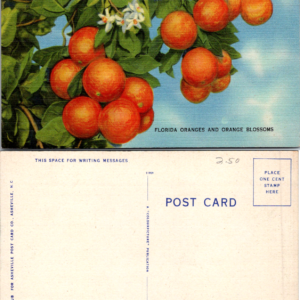 Florida Oranges Blossoms Vintage Ashville NC Post Postcard - Image 1