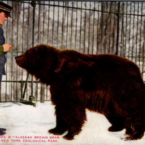 Postcard New York Zoological Society Publishers NYZP Official Card Unposted Bear - Image 1