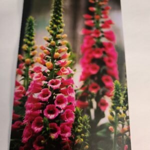 Foxgloves Vtg Flower Close Up Postcard NOS Unposted NEW - Image 1