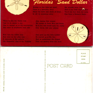 Florida Sand Dollar Old Vintage Postcard Beach - Image 1