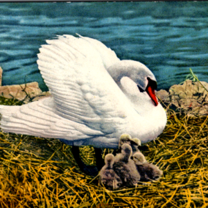 Goose Babies Nest Lake Postcard Unposted - Image 1