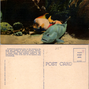 Coral Reef Marineland Florida Marine Studios Fish Underwater Vintage Postcard - Image 1