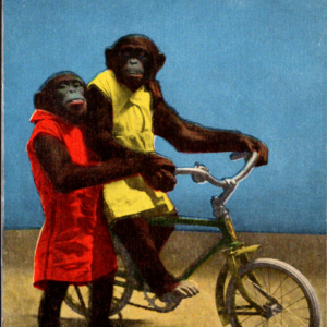 Postcard St. Louis Zoo Chimps w Bicycle - Image 1