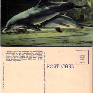 Porpoises Marine Studios Marineland Florida Vintage Postcard Animals - Image 1