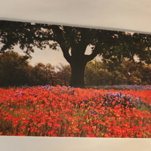 Vtg Postcard NOS Unposted NEW Colorful Field of Flowers Tree - Image 1