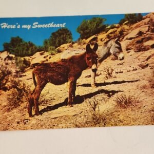 SWEETHEART of the DESSERT Donkey California NOS Vintage Postcard Unposted NEW - Image 1