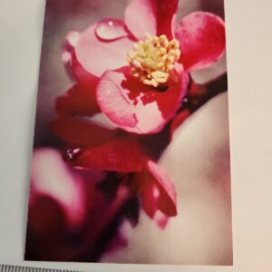 Pink Flower Dew Blurred Out Background NOS Vtg Postcard Unposted NEW Floral - Image 1