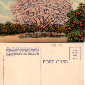 Miami Florida Jacaranda Tree Flower Full Bloom Colortone Dade County Postcard - Image 1
