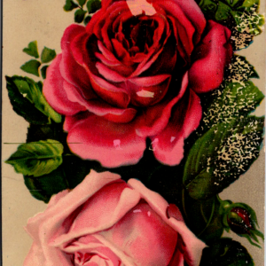 1911 PA Johnstown Best Wishes Pink Roses Posted ONE Cent Stamp ANTIQUE Postcard - Image 1