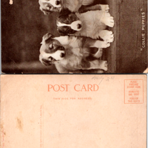 Collie PUPPIES Unposted Antique Animal Postcard 1906 - Image 1
