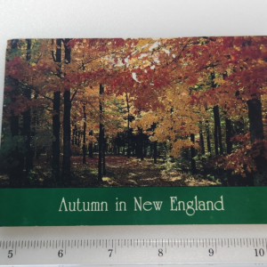New England Autumn Maine 14 Cent Lewis Stamp Vtg Postcard Posted Trees forest - Image 1