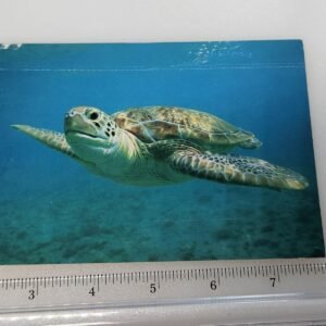 Green Sea Turtle 1994 Jacksonville Florida Ocean Stamp Vtg Postcard Posted - Image 1