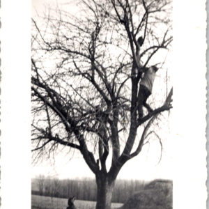 1943 Child Dad Climbing Chestnut Tree Spring Portrait Snapshot Photograph OOAK - Image 1