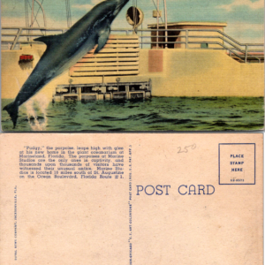 Marine Studios Marineland Fl Feeding Porpoises Hand Postcard 67375 - Image 1