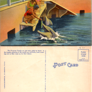Marine Studio Marineland Florida Postcard Porpoises Unposted Vintage - Image 1