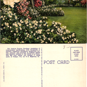 Gardenia Time at Dupree Gardens Tampa Fla Hillsboro News Co. Vintage - Image 1