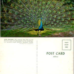 Koppel Color Cards Blue Peacock Sarasota Jungle Gardens Vintage Postcard - Image 1