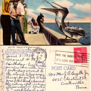 Feeding Pelicans St Petersburg Florida P-170 Postcard 1955 - Image 1