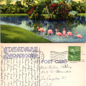 Flamingos in Sarasota Jungle Gardens Curteich-Chicago S-13 Postcard - Image 1