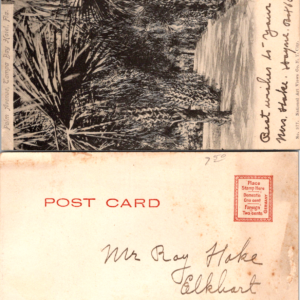 Palm Avenue Tampa Bay Hotel Fla Postcard - Image 1