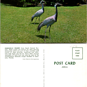 Demoiselle Cranes Sarasota Jungle Gardens FNC 4776 Ted Lagerberg Vintage Postcard - Image 1