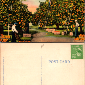 D 239 Picking Oranges in Sunny Florida Dade County Newsdealers - Image 1