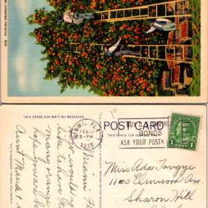 Picking Oranges in Florida Postcard Florida Post Card Co. Curt Teich 839 1938 - Image 1