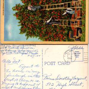 Curteich Chicago Tropical Florida Series Picking Oranges in Florida 1944 Vintage - Image 1