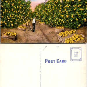 E. C. Kropp Co. Picking Grapefruit in Sunny California P4 9135 Linen - Image 1