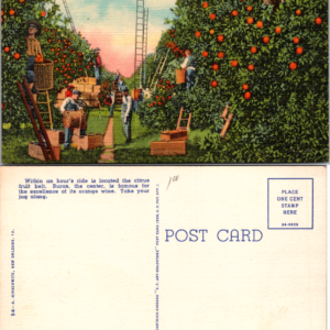 Picking Oranges New Orleans A. Hirschwitz Curteich 5-A BA-H828 Linen - Image 1