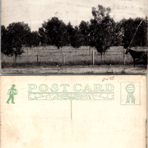 ZIM Quality Brand Paper Shell Pecan Grove Monticello Fla Advertising Postcard - Image 1