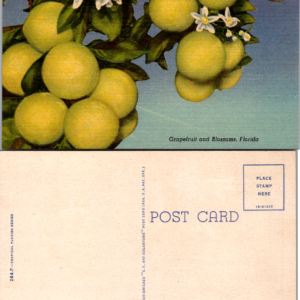 Curteich C.T. Art-Colortone 264-F Grapefruit and Blossoms Florida Postcard - Image 1