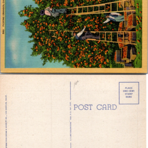 Western Publishing & Novelty Co. 563 Picking Oranges California Linen Postcard - Image 1