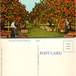Picking Oranges in Sunny Florida Johnson Card Co. G105 9-2571 Linen - Image 1
