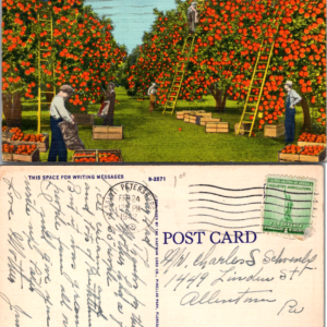 Picking Oranges in Sunny Florida St Petersburg Hartman 9-2571 1942 Linen - Image 1