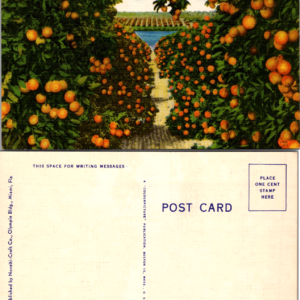 Florida Orange Grove F-68 Novelty-Craft Co. Linen Postcard Vintage - Image 1
