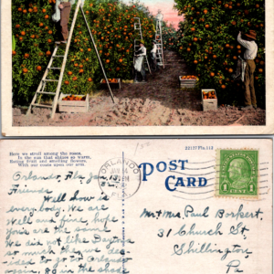 Picking Oranges in Florida 1938 Linen Postcard Vintage - Image 1