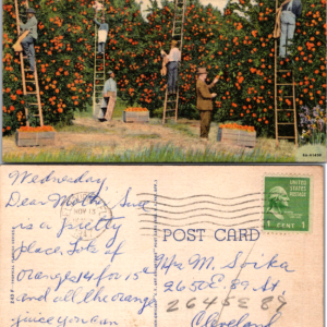 Curt Teich Picking Oranges in Florida Tropical Florida Series 8A-H1430 1941 - Image 1