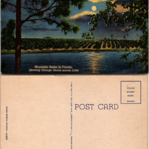 C.T. Art-Colortone 235F Moonlight Scene Florida Vintage Postcard - Image 1