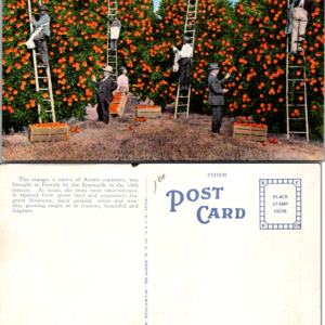 E. Kropp Co. Picking Oranges in Florida F102 25336N Vintage Postcard - Image 1