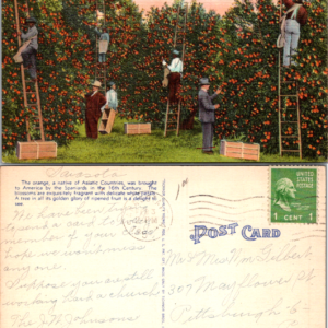 Orange Harvest Time in Florida Tichnor Bros. No. 268 Linen Vintage Postcard - Image 1