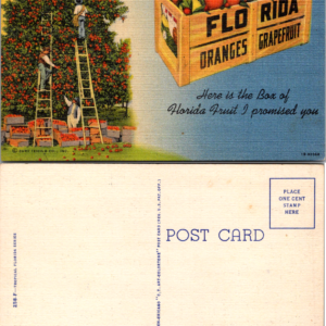 Curt Teich The Golden Fruit of Florida 1B-H1058 Linen Postcard - Image 1