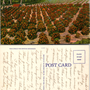 Hartman Card Co. G37 An Orange Grove in Sunny Florida Linen Postcard - Image 1