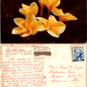 Hawaii Publishing Co. Nani Li'i Natural Color Card 97183 Yellow Plumeria Blossoms Hawaii Postcard - Image 1