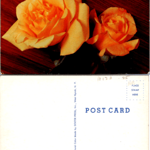 Dexter Press Beautiful Roses in Full Bloom S29191-B Postcard - Image 1