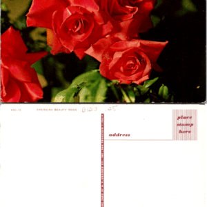 H.S. Crocker Co. American Beauty Rose HSC-15 Mirro-Krome Vintage Postcard - Image 1