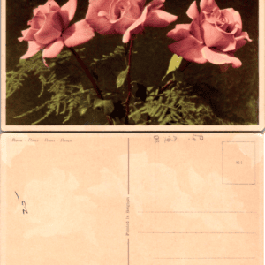 J.B.P. Photocolor 59124 Rosa Roses Belgium Pink Roses Vintage Postcard - Image 1